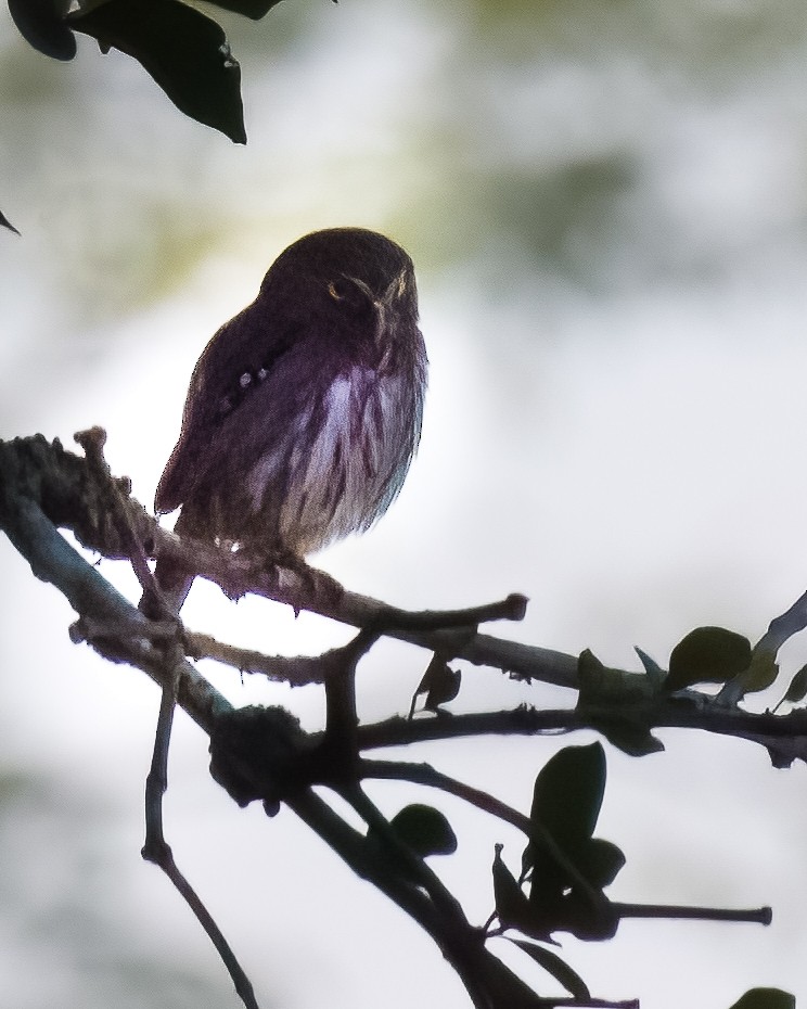 アカスズメフクロウ - ML645500251