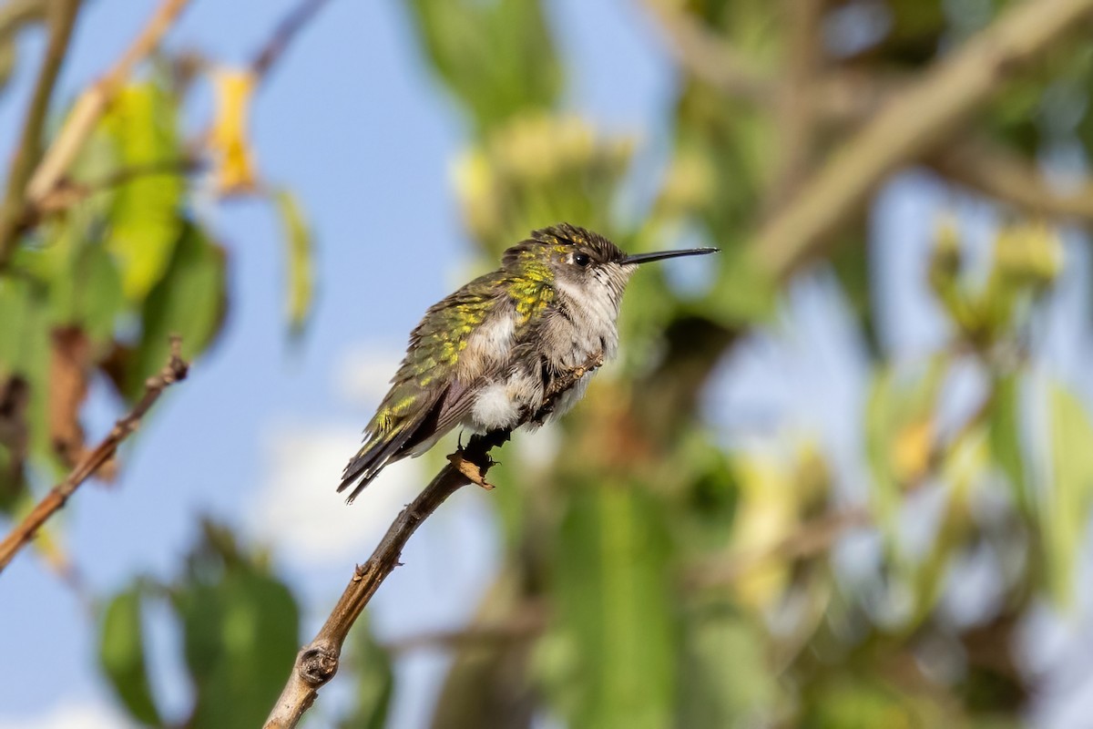 ノドアカハチドリ - ML645500252