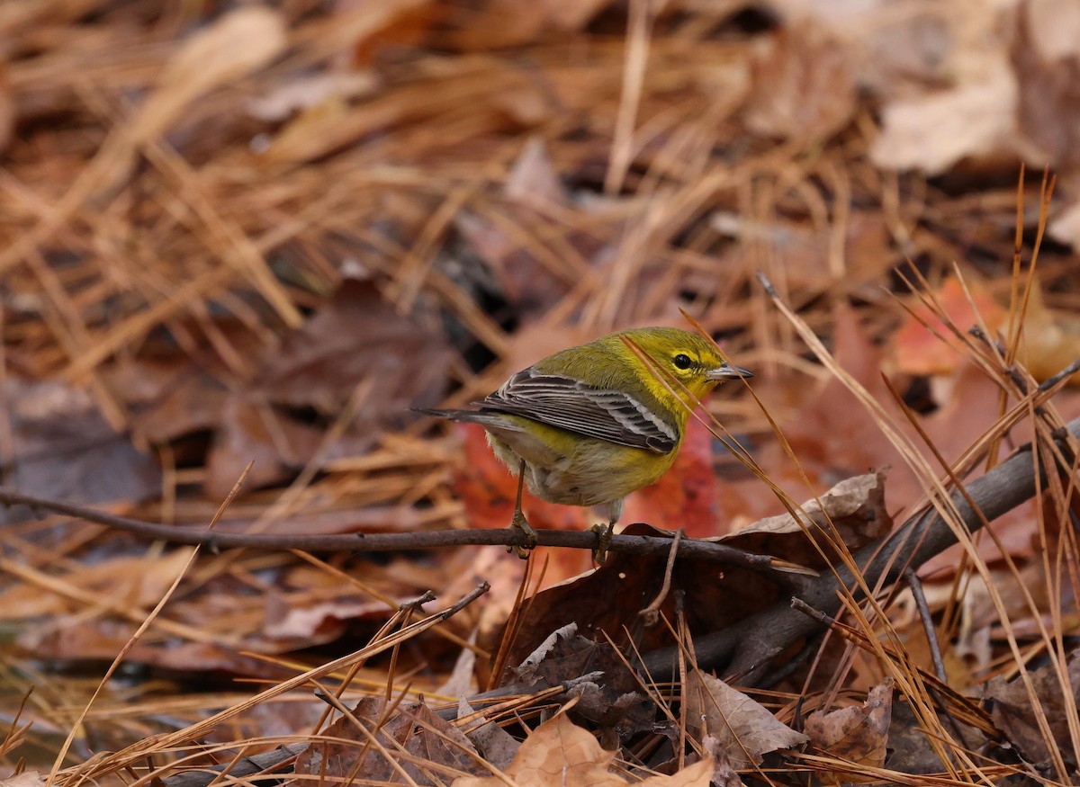 マツアメリカムシクイ - ML645500253