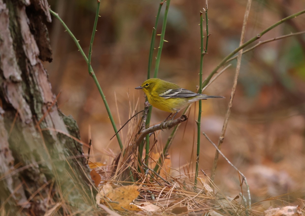 マツアメリカムシクイ - ML645500254