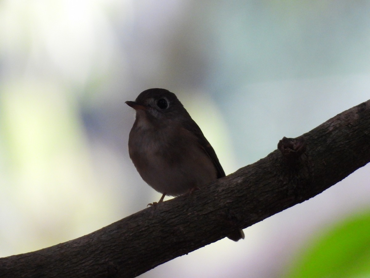 コサメビタキ - ML645500256