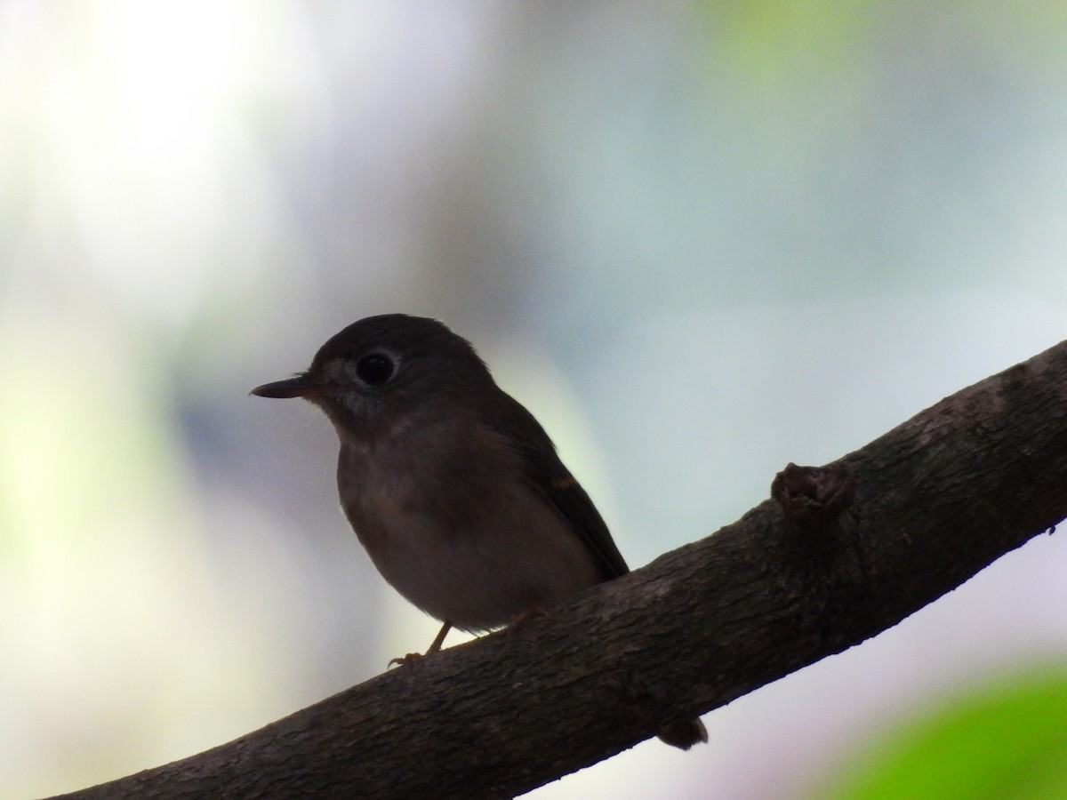 コサメビタキ - ML645500257