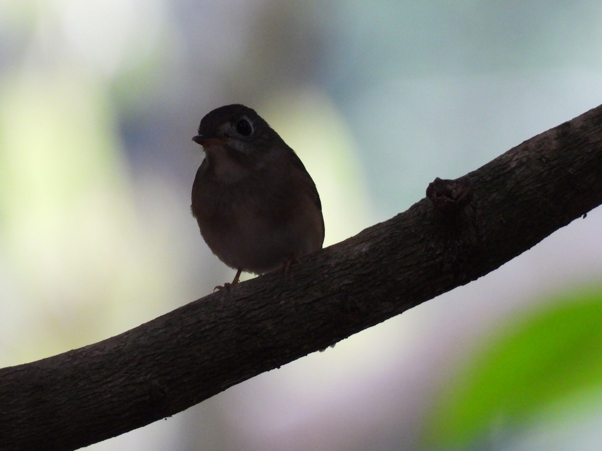 コサメビタキ - ML645500258