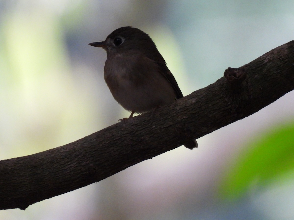 コサメビタキ - ML645500259