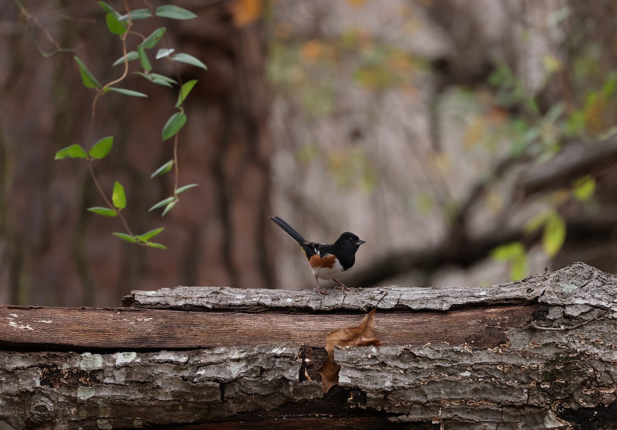 ワキアカトウヒチョウ - ML645500263