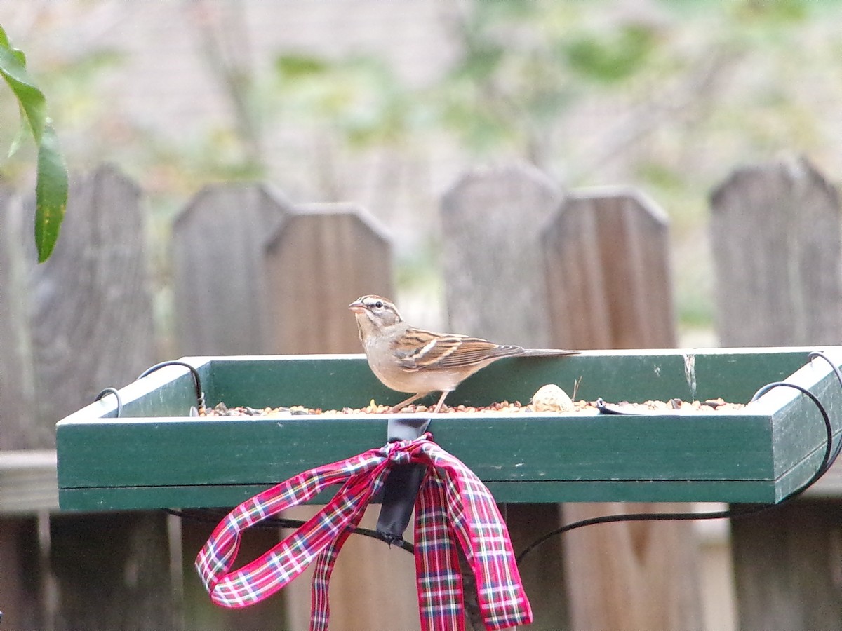 チャガシラヒメドリ - ML645500265