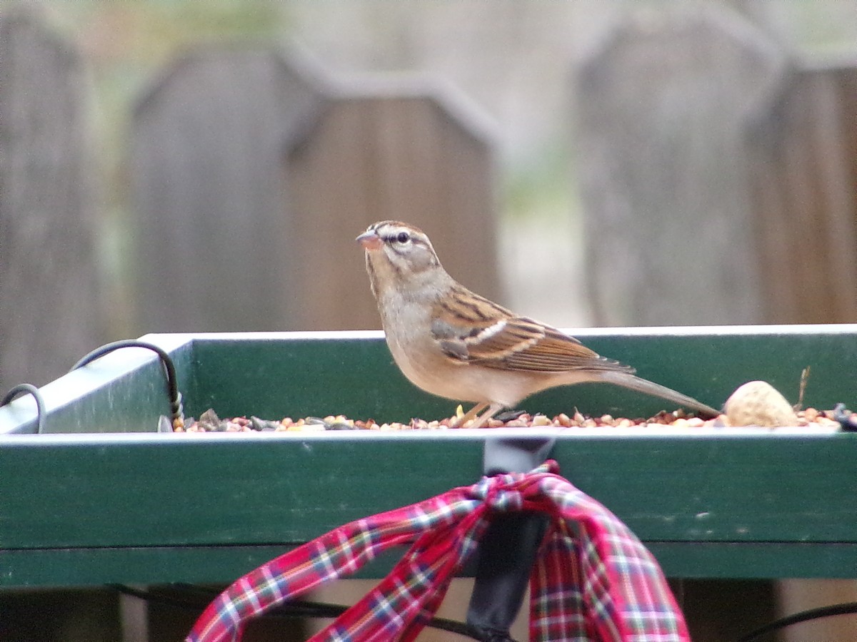 チャガシラヒメドリ - ML645500266