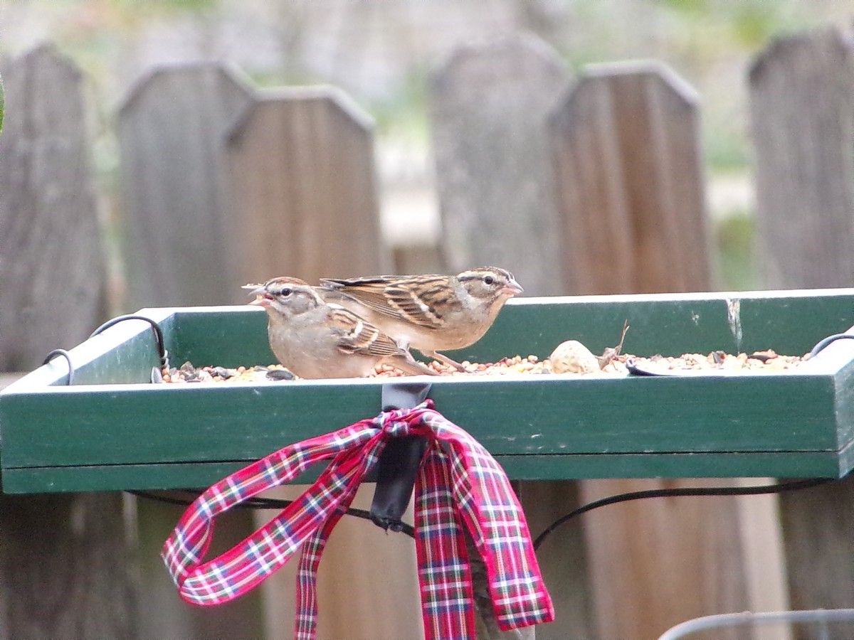 チャガシラヒメドリ - ML645500267