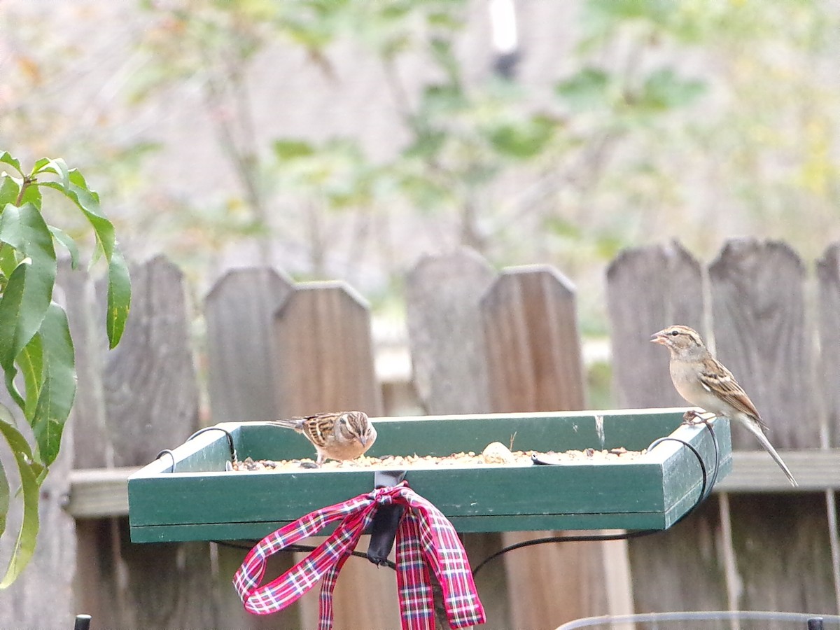 チャガシラヒメドリ - ML645500268