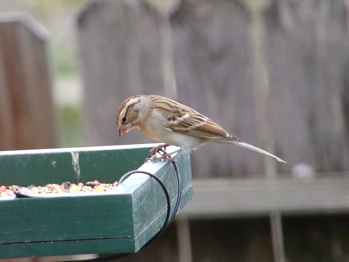 チャガシラヒメドリ - ML645500269