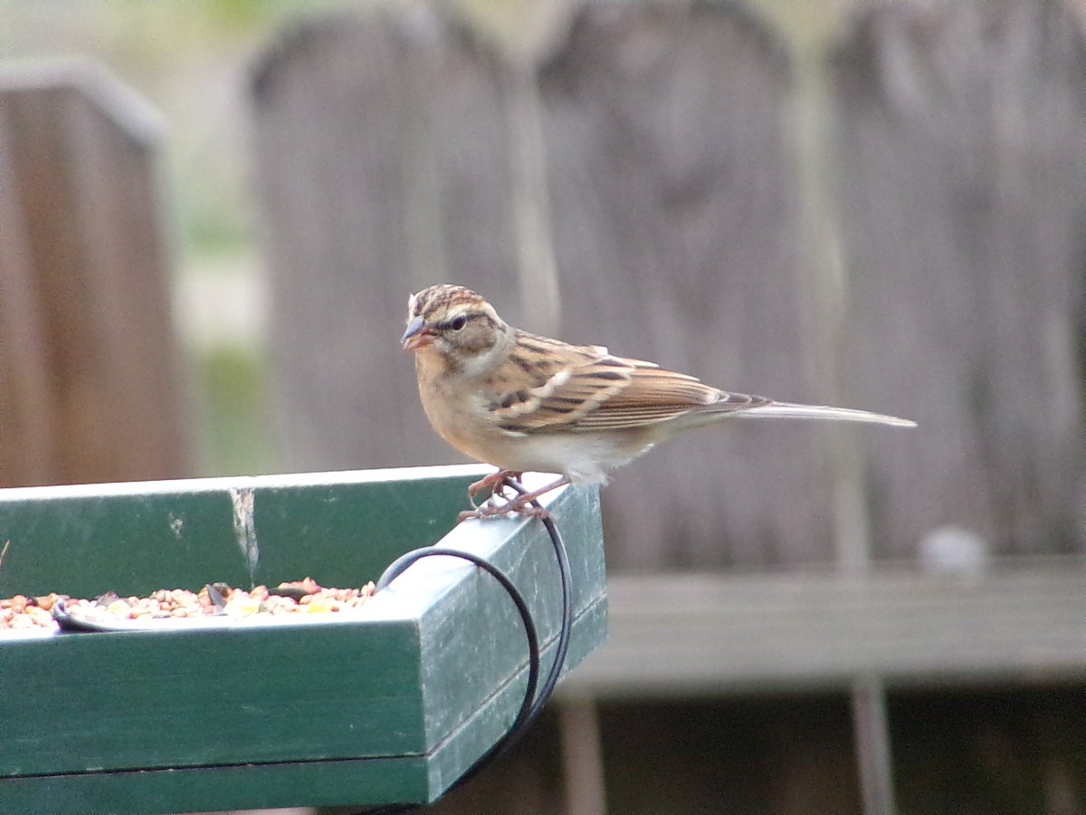 チャガシラヒメドリ - ML645500270