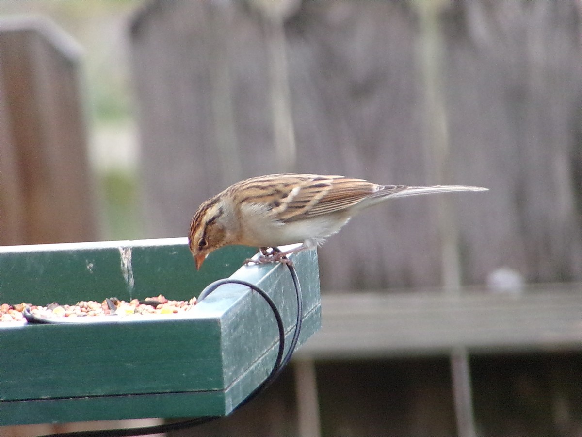 チャガシラヒメドリ - ML645500272