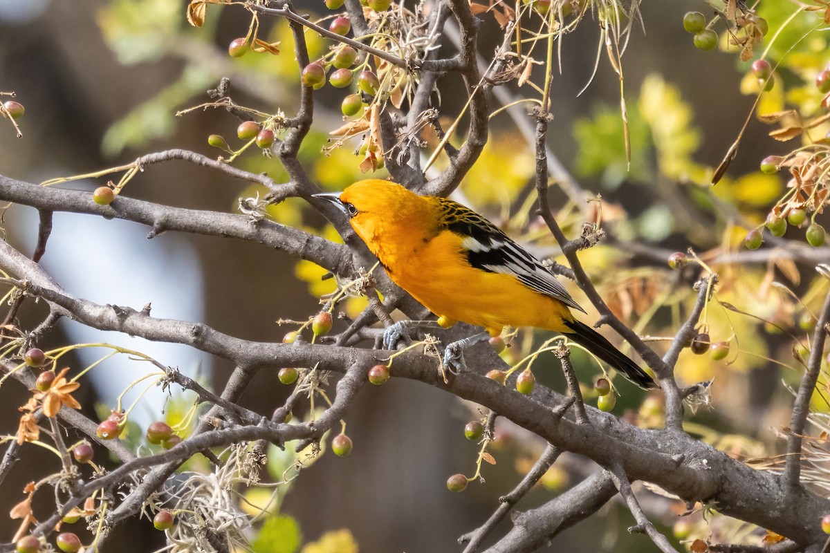 Streak-backed Oriole - ML645500290