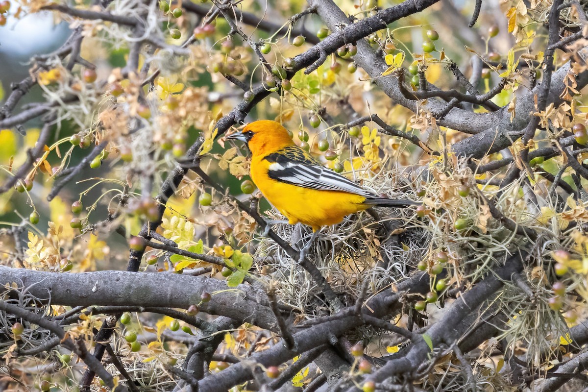 Streak-backed Oriole - ML645500291