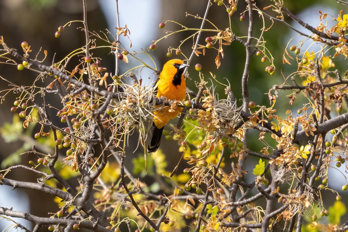 Streak-backed Oriole - ML645500292