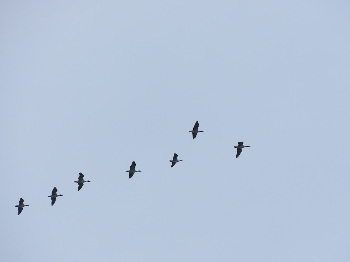 Graylag Goose - ML645500311