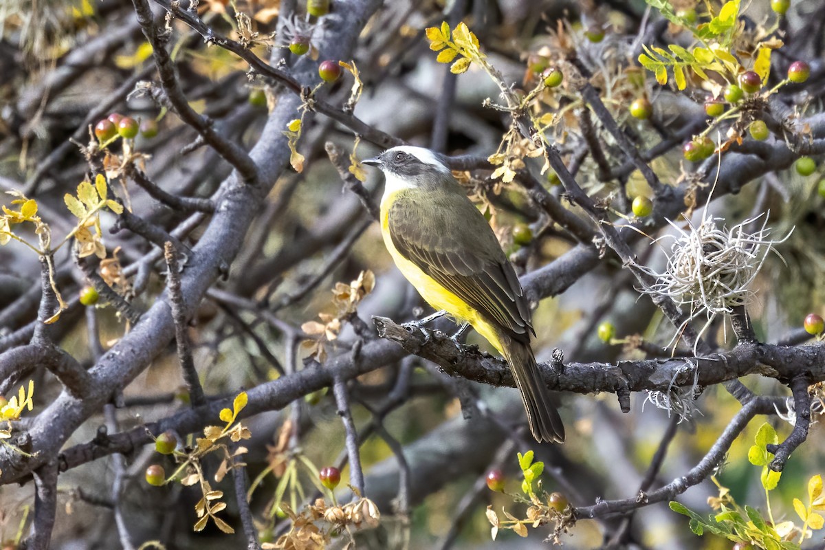 Красношапочный бентеви - ML645500313