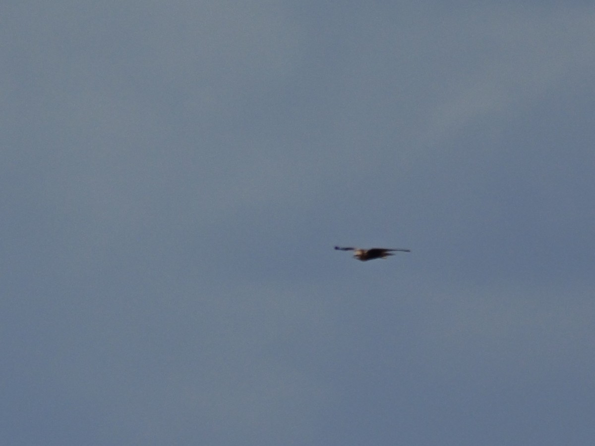 Western Marsh Harrier - ML645500314