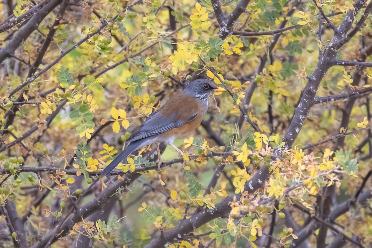 Rufous-backed Robin - ML645500319
