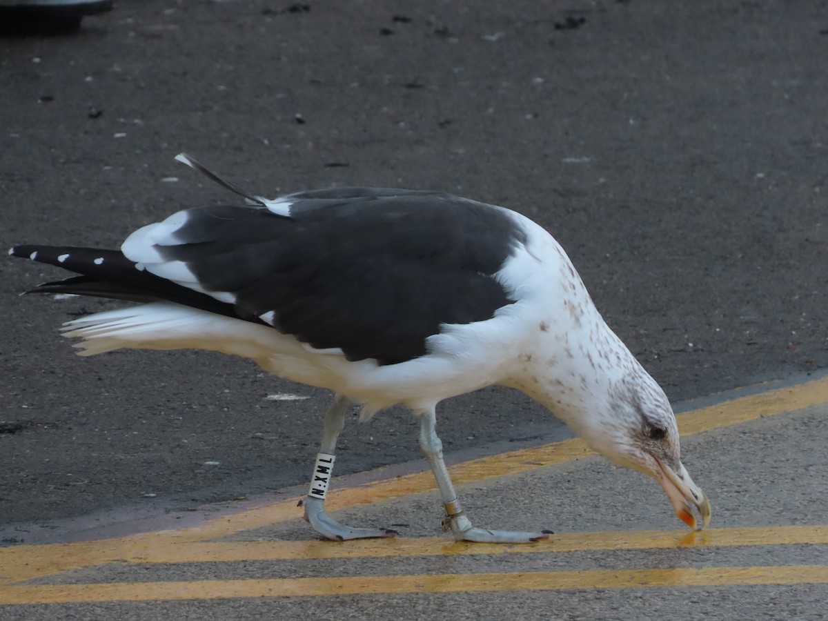 Kelp Gull - ML645500320