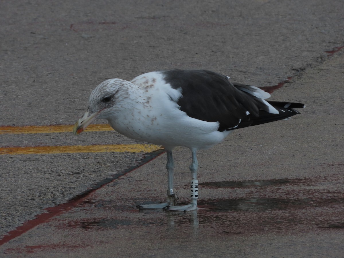 Kelp Gull - ML645500321