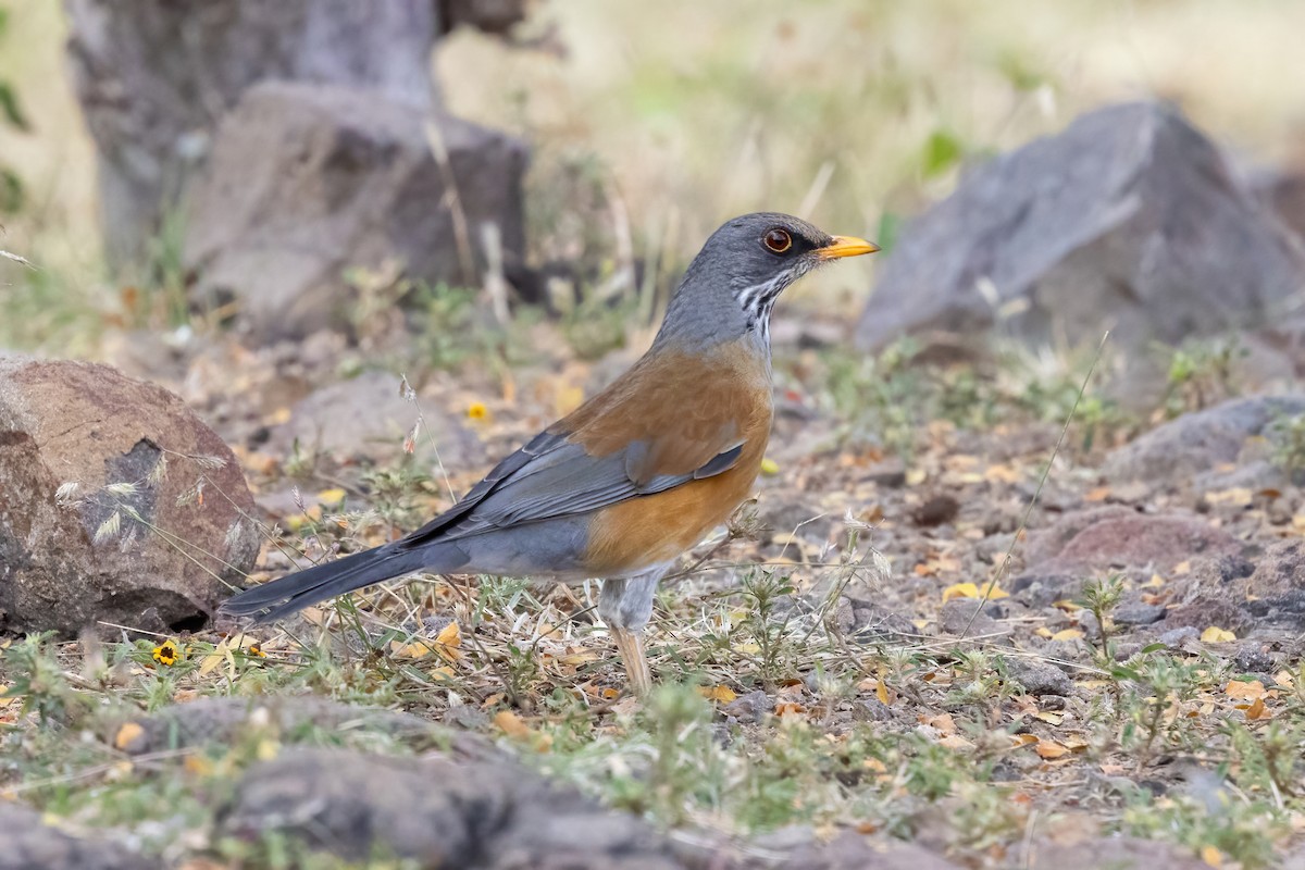Rufous-backed Robin - ML645500323