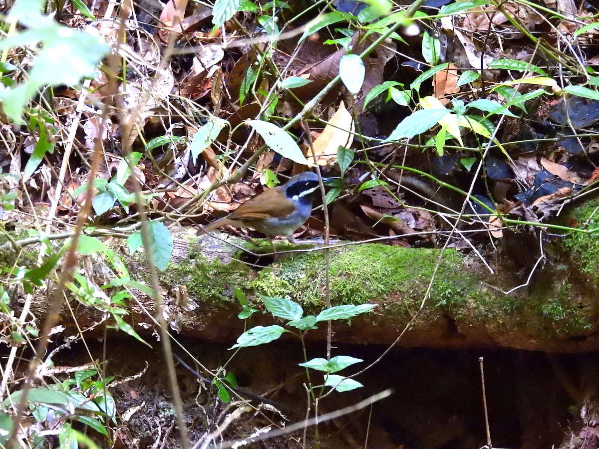 Crossley's Vanga - ML645500324