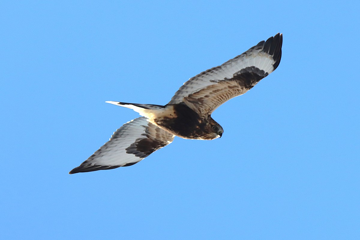 Rough-legged Hawk - ML645500325