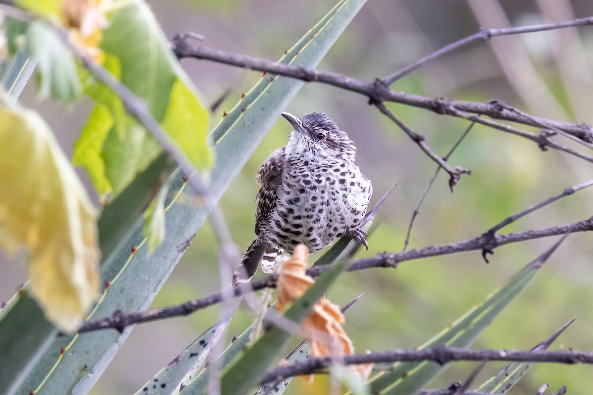 Boucard's Wren - ML645500326