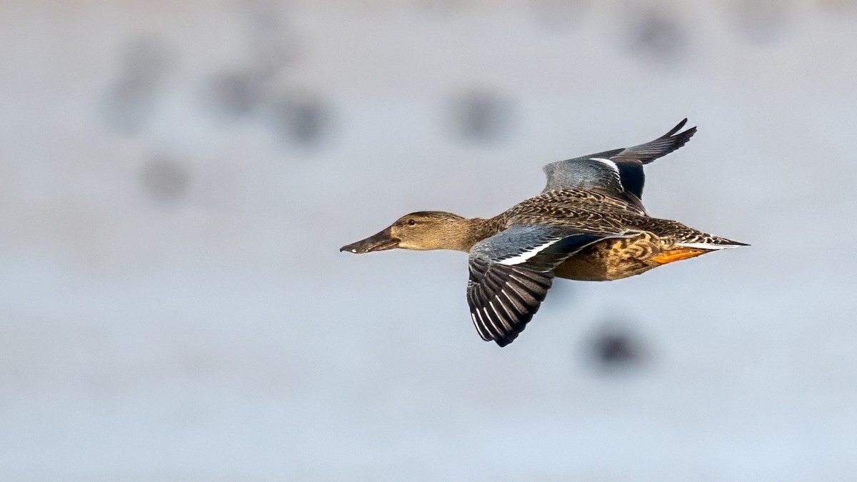 Northern Shoveler - ML645500328