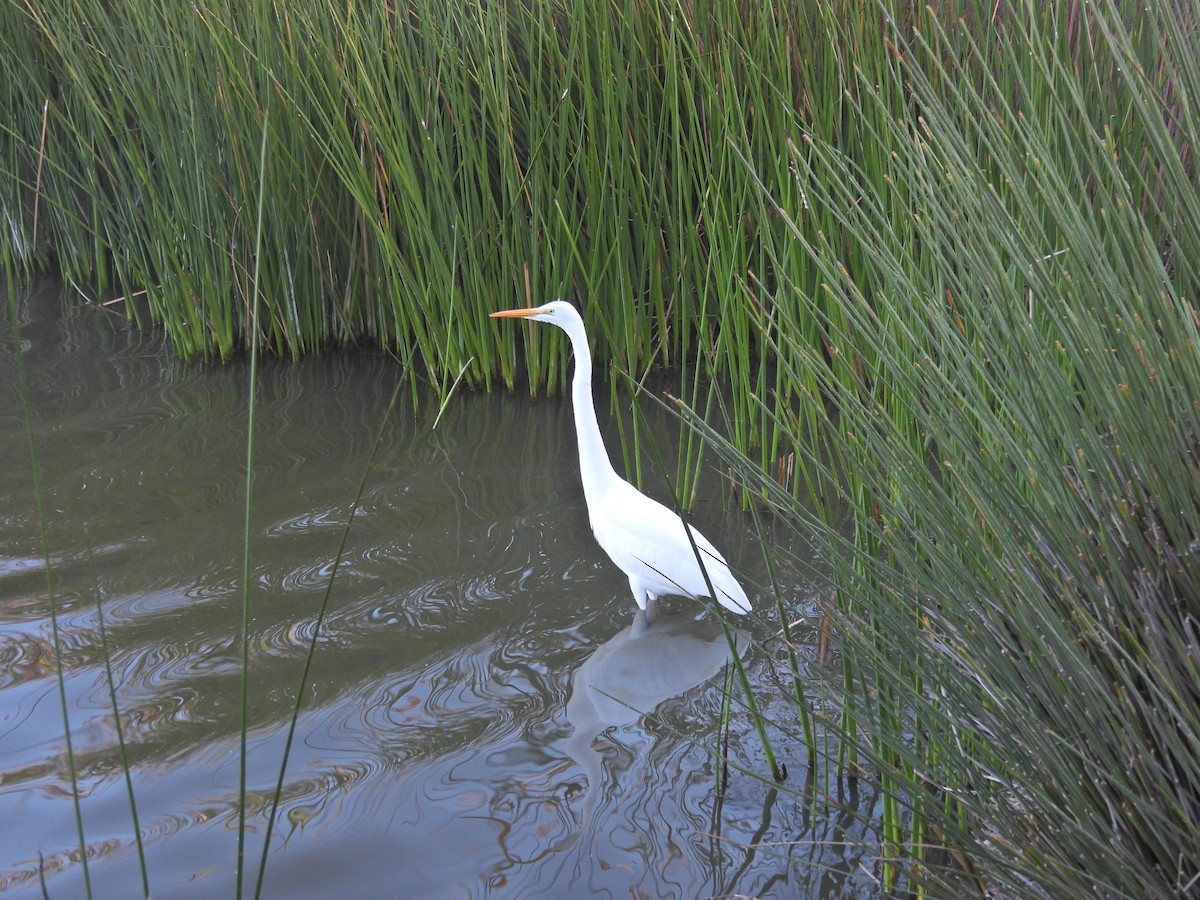 Great Egret - ML645500332