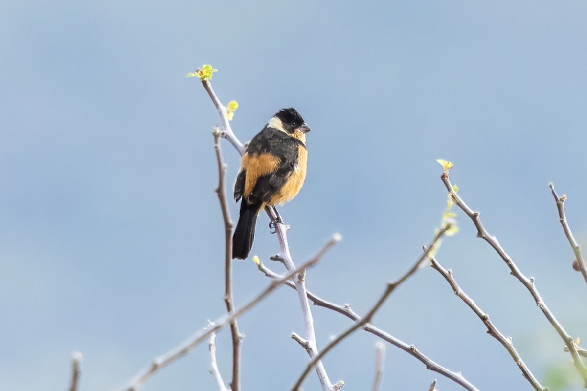 Cinnamon-rumped Seedeater - ML645500334