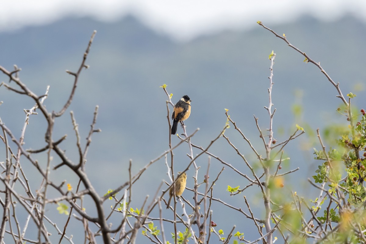 Cinnamon-rumped Seedeater - ML645500335