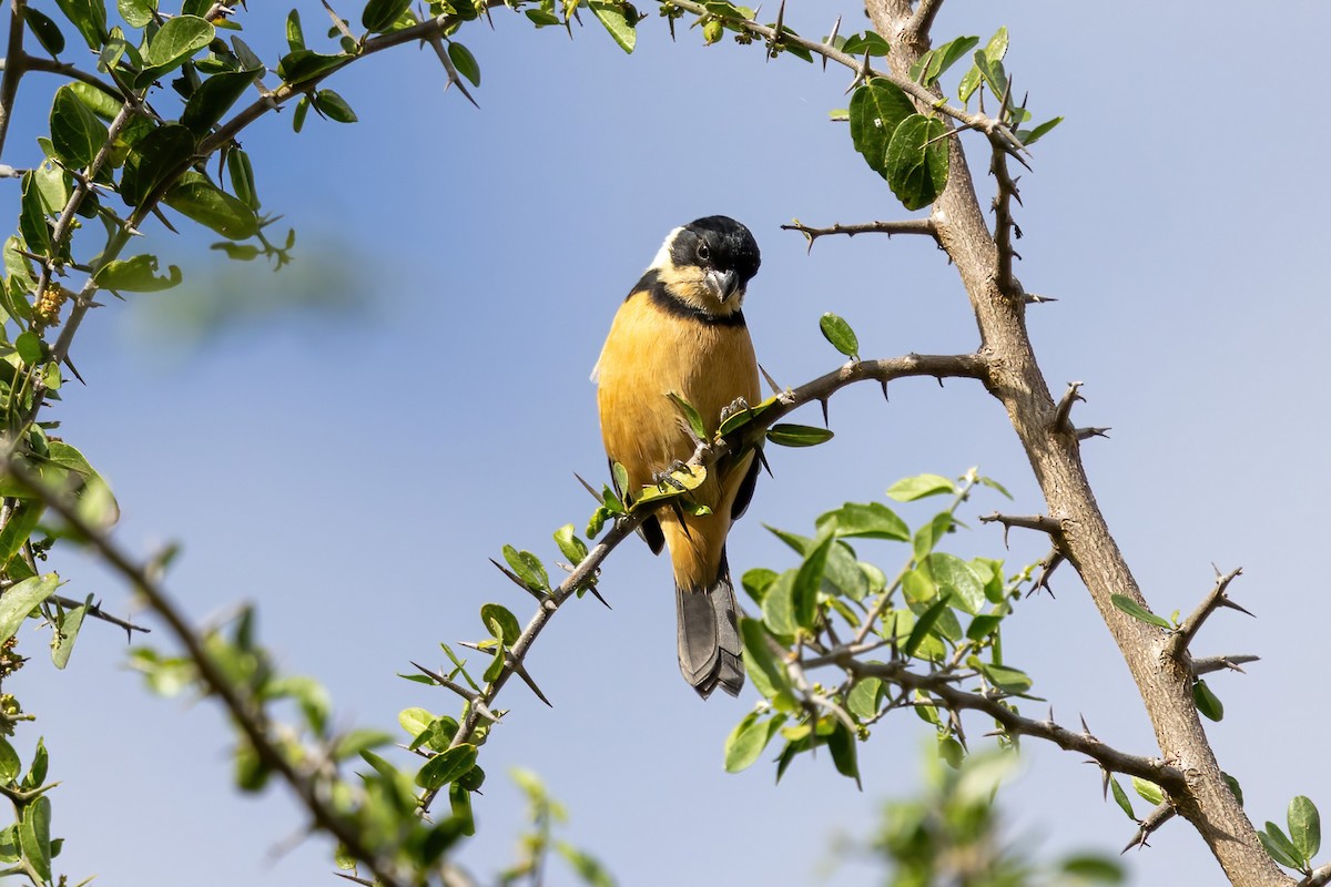 Cinnamon-rumped Seedeater - ML645500336