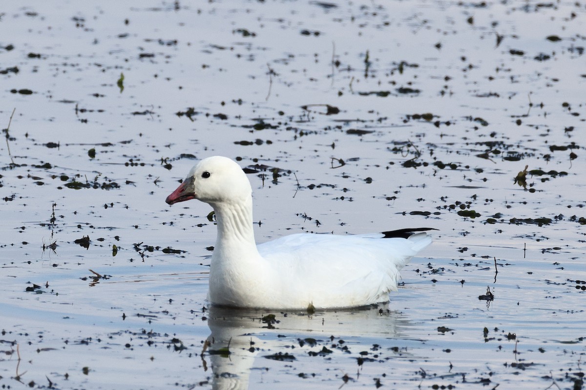 Ross's Goose - ML645500337