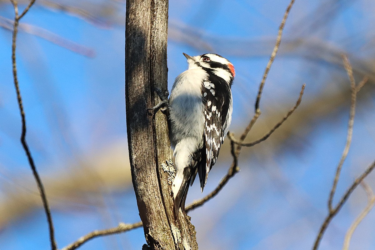 Downy Woodpecker - ML645500338