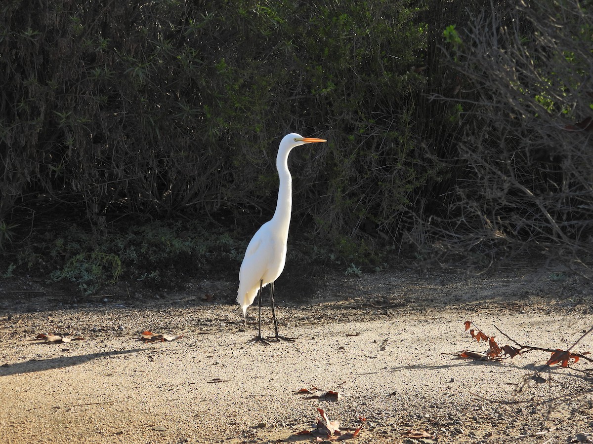 Great Egret - ML645500339