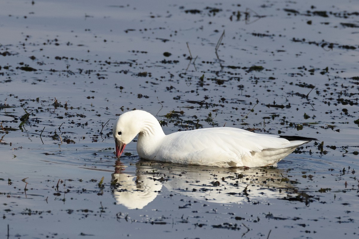 Ross's Goose - ML645500341