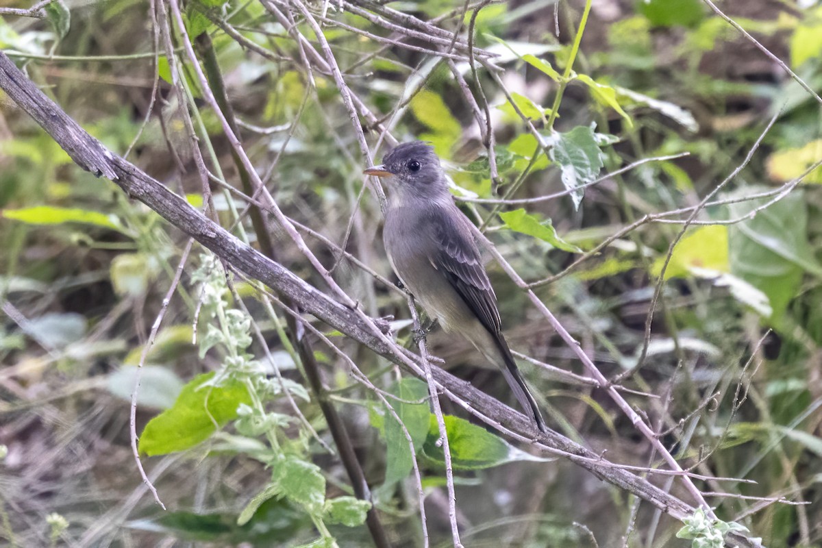 Greater Pewee - ML645500342