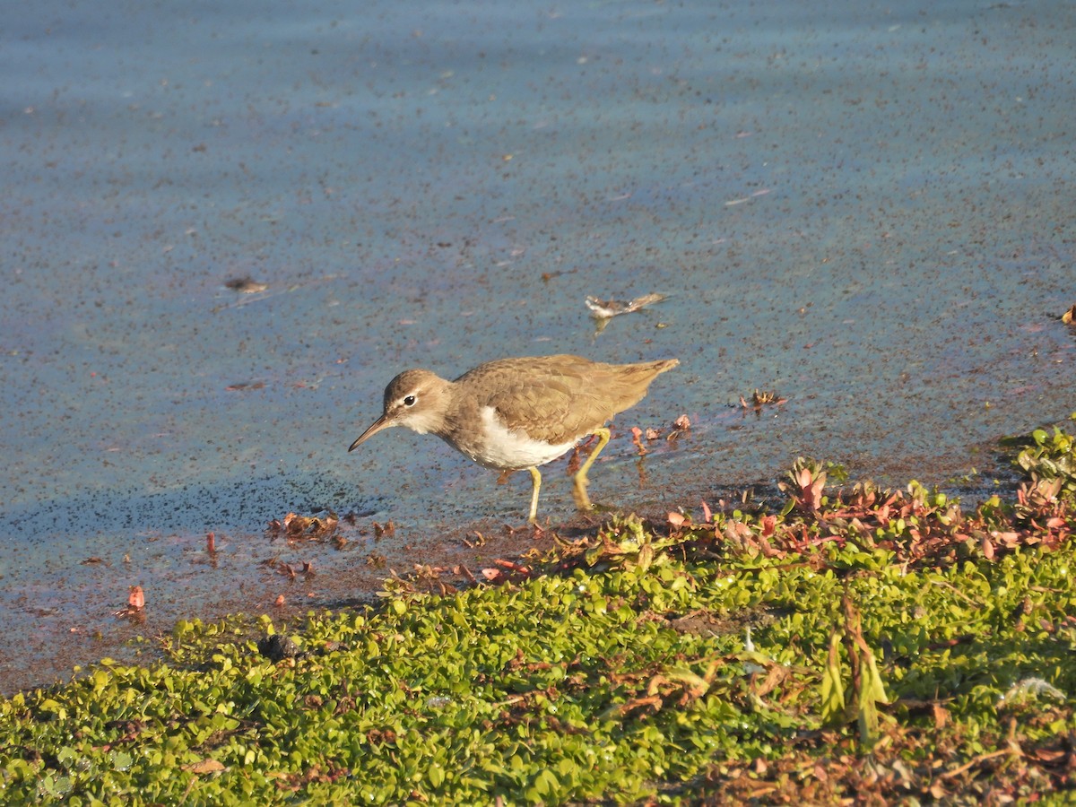 Spotted Sandpiper - ML645500343