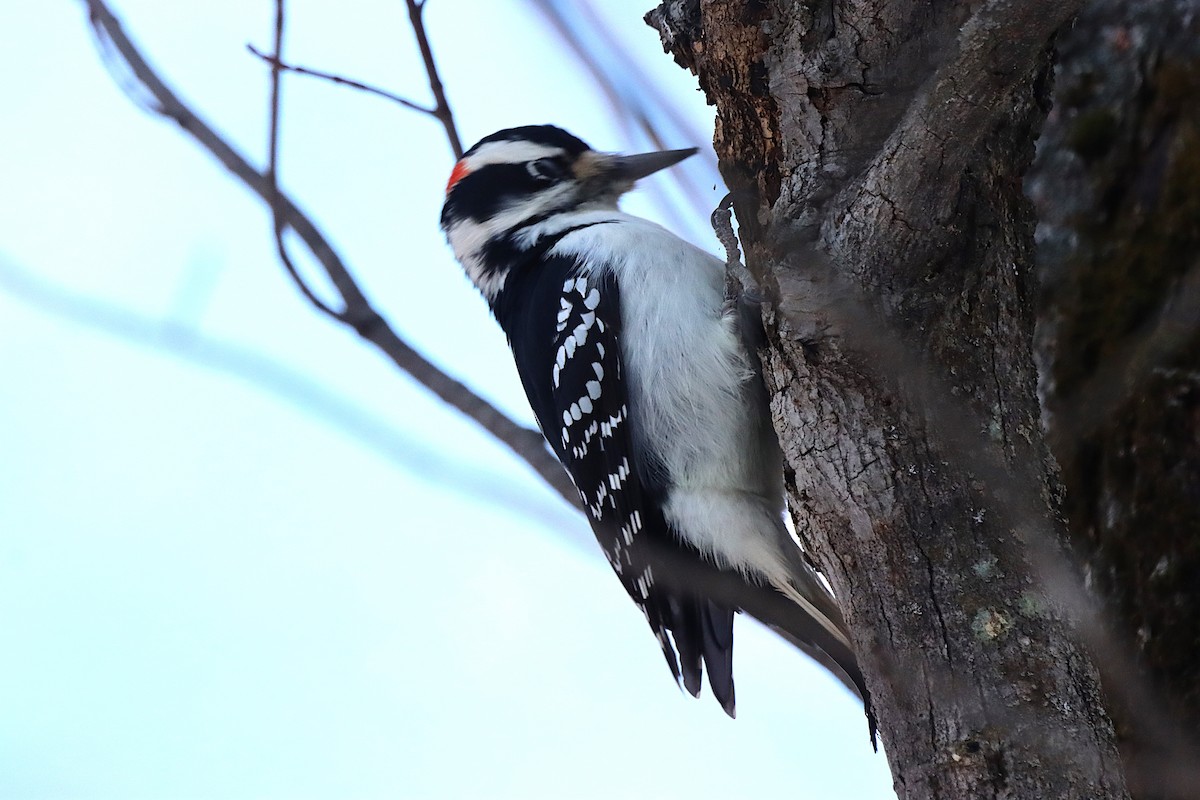 Hairy Woodpecker - ML645500344