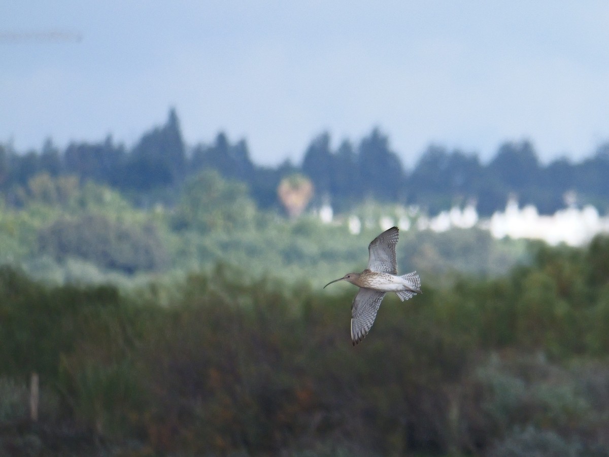 Eurasian Curlew - ML645500346