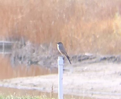 Say's Phoebe - ML645500347