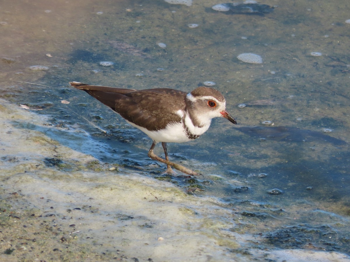 Three-banded Plover - ML645500348