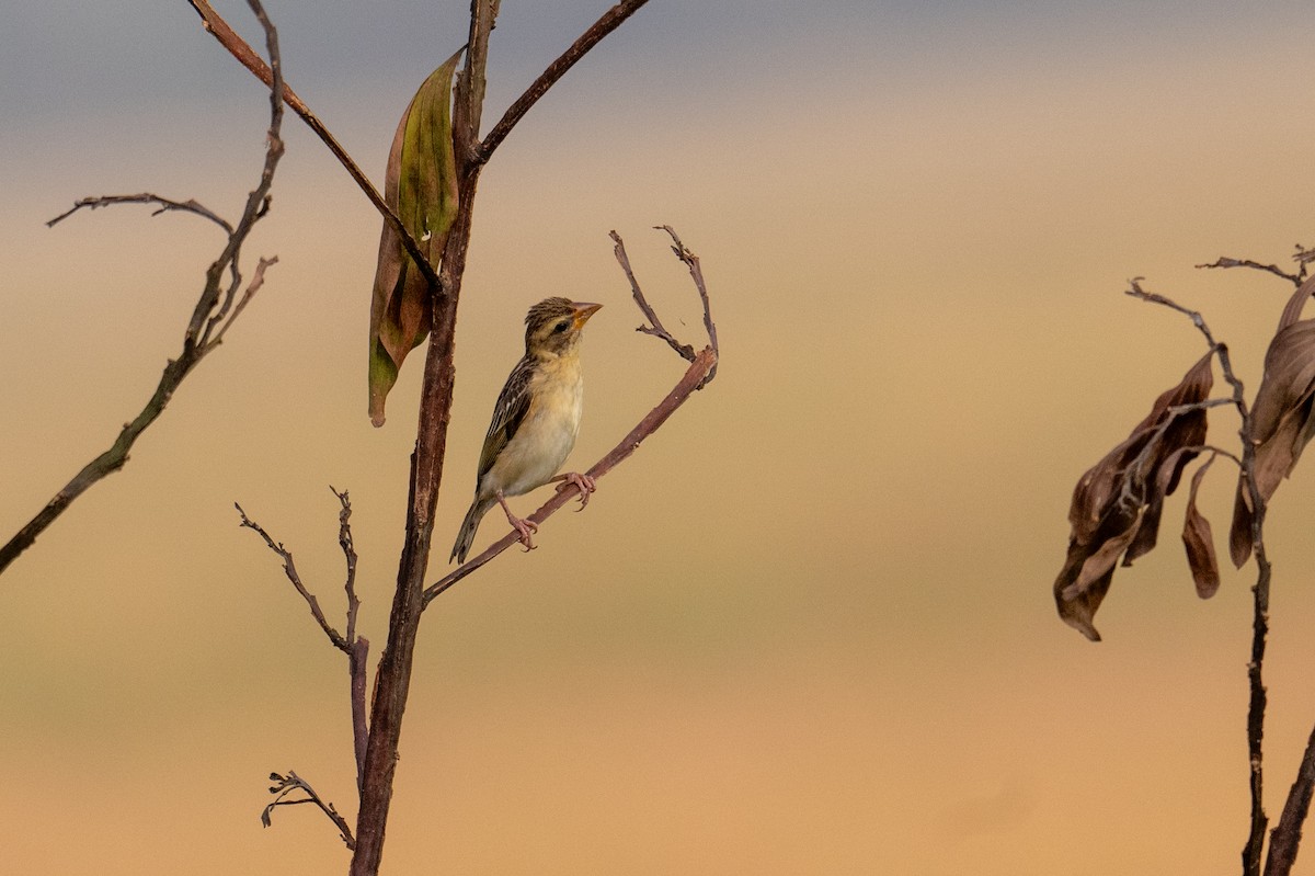 Baya Weaver - ML645500349
