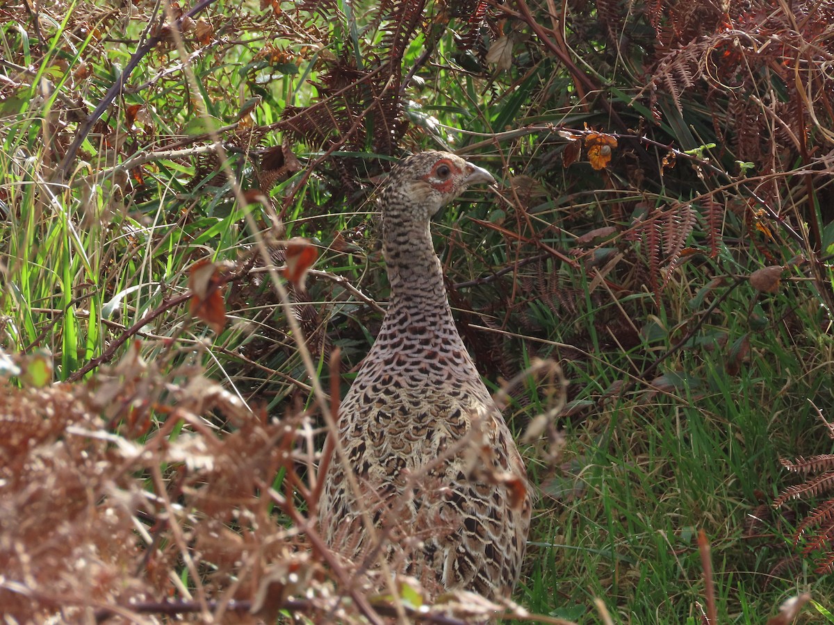 Faisai arrunta - ML645500354