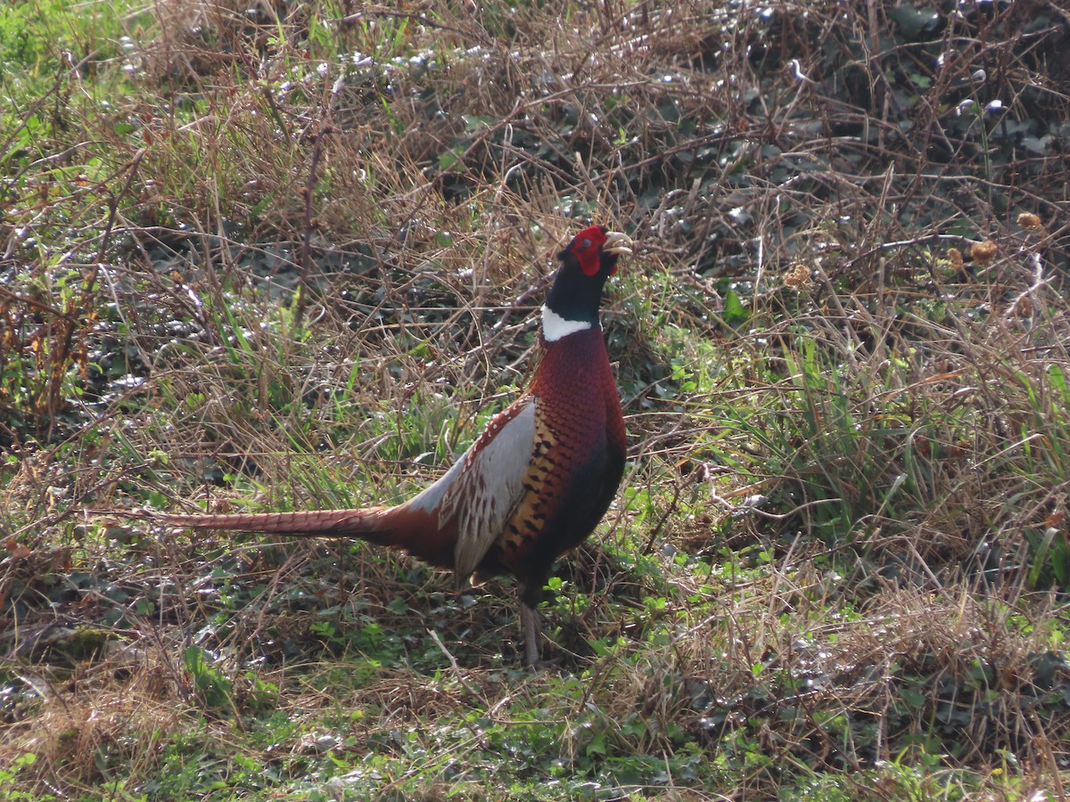 Faisai arrunta - ML645500355