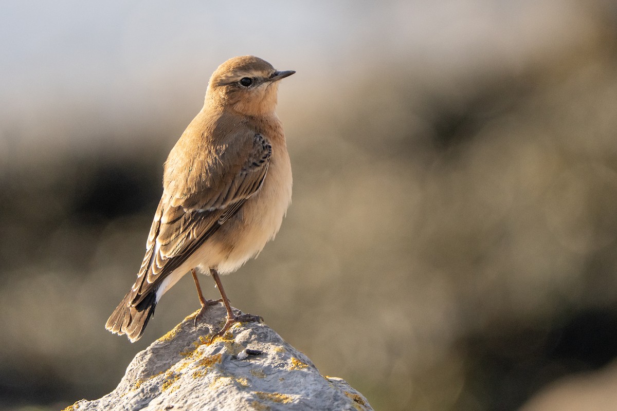 Northern Wheatear - ML645500374