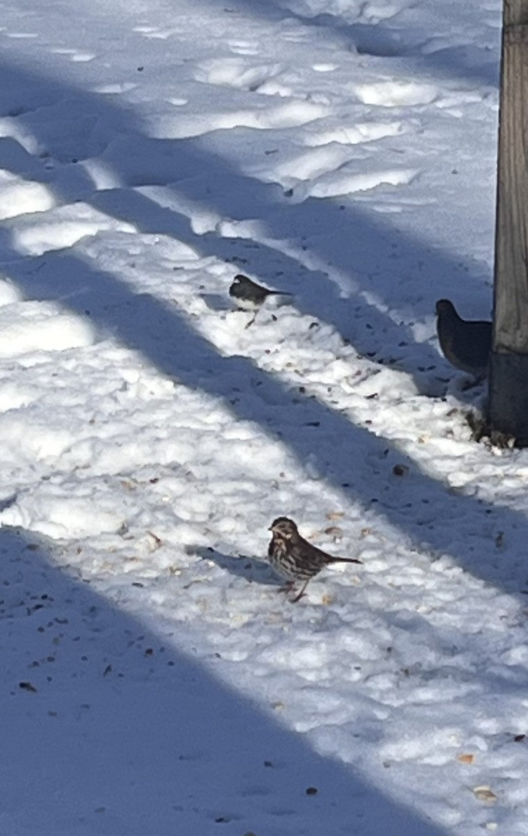 Fox Sparrow - ML645500375