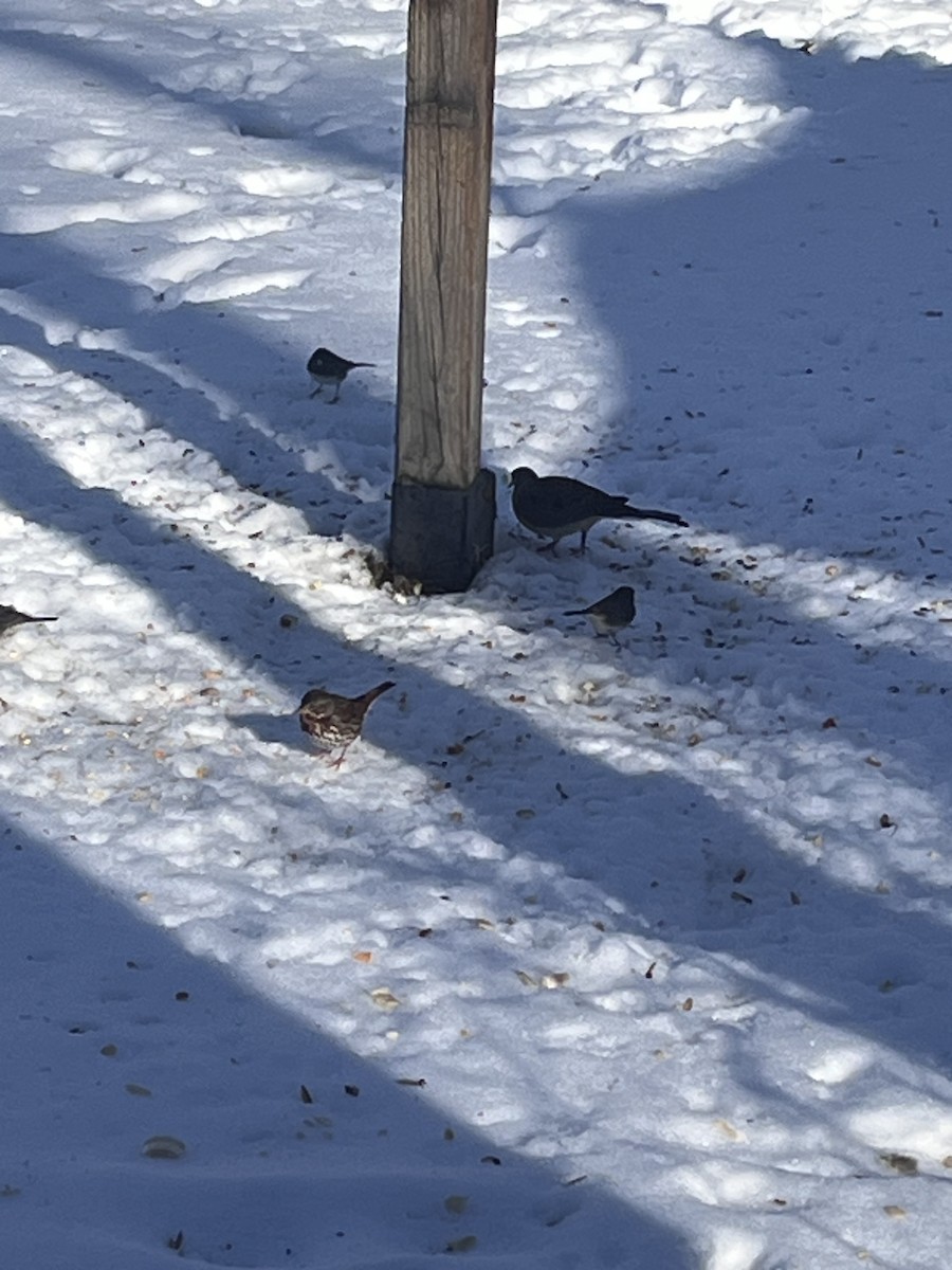 Fox Sparrow - ML645500376